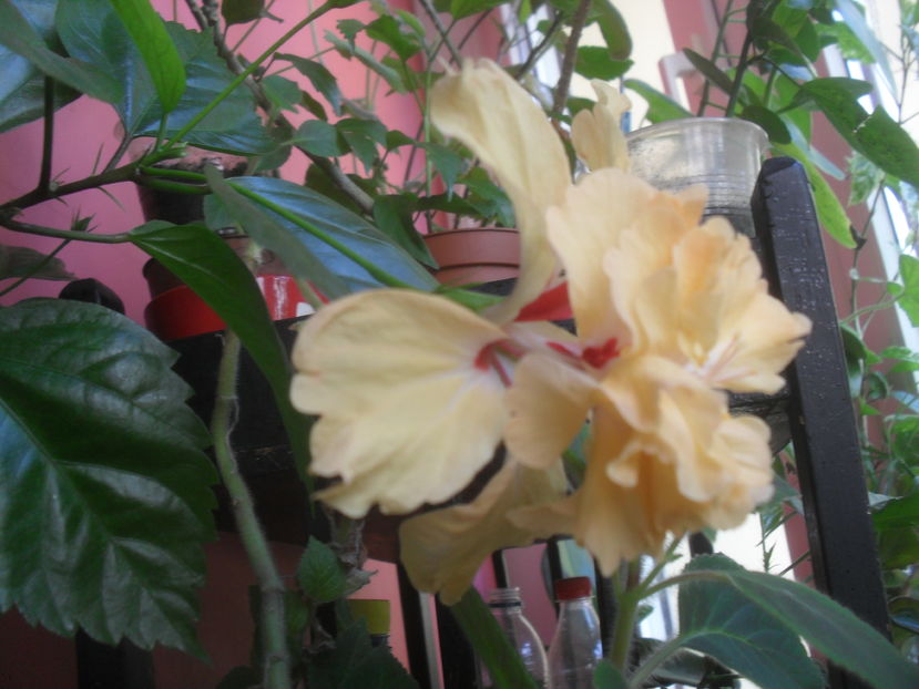 SAM_3724 - Vara 2016