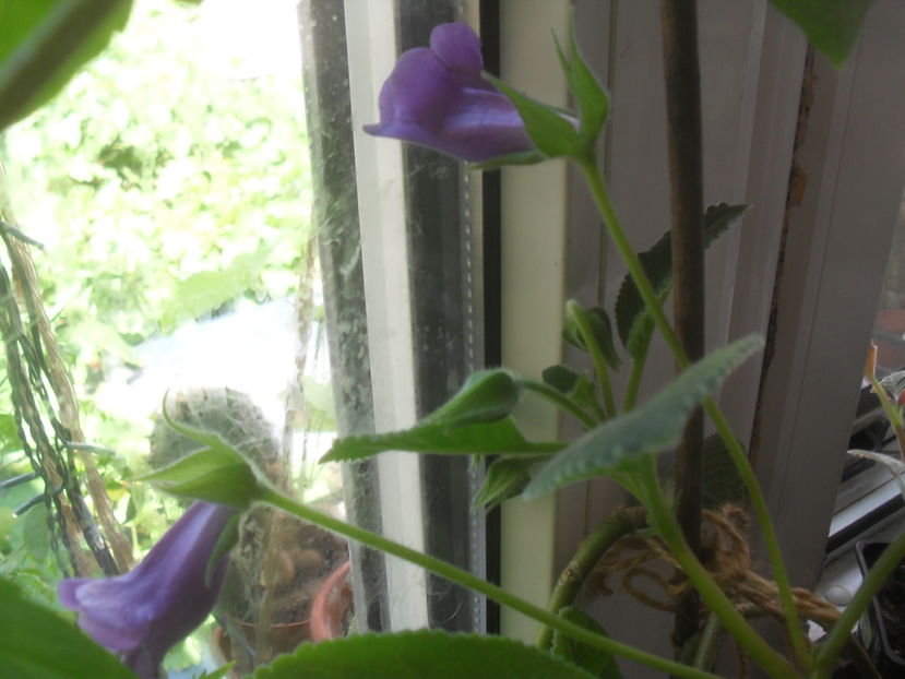 SAM_3726 - Vara 2016