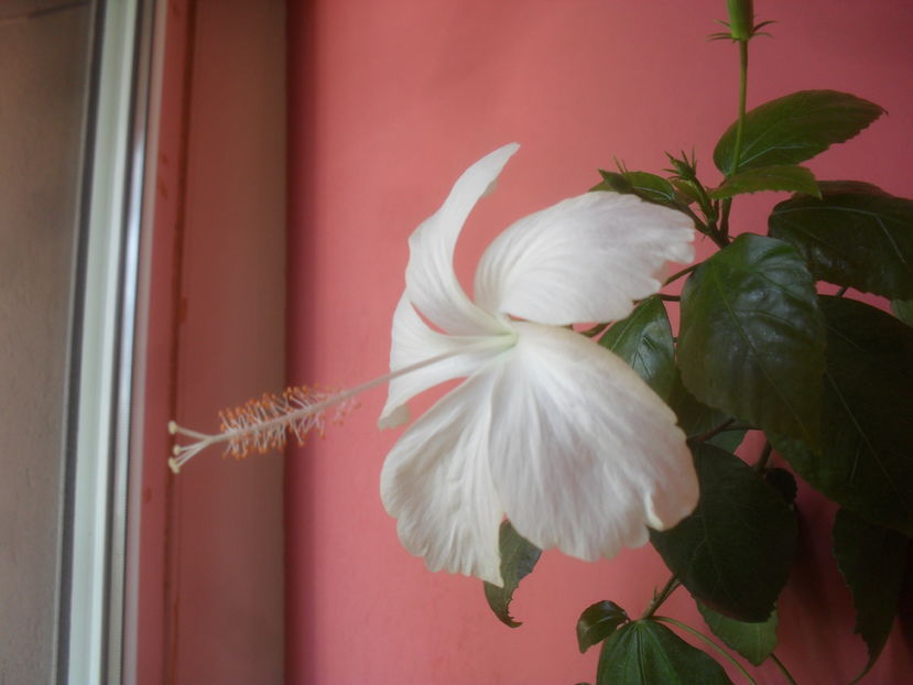 SAM_3728 - Vara 2016