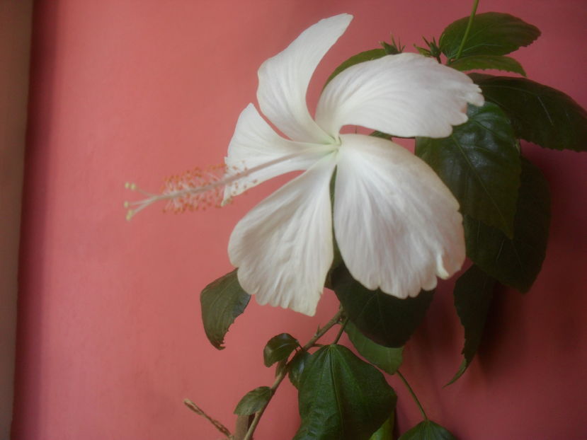 SAM_3729 - Vara 2016