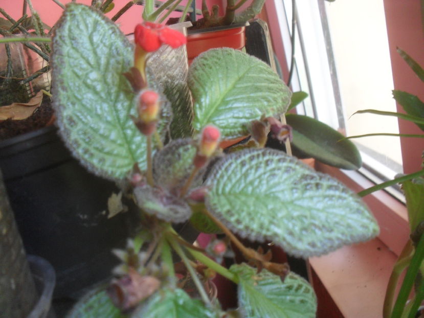 SAM_3732 - Vara 2016