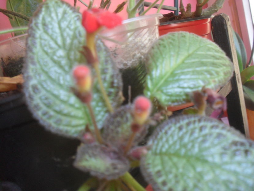 SAM_3733 - Vara 2016