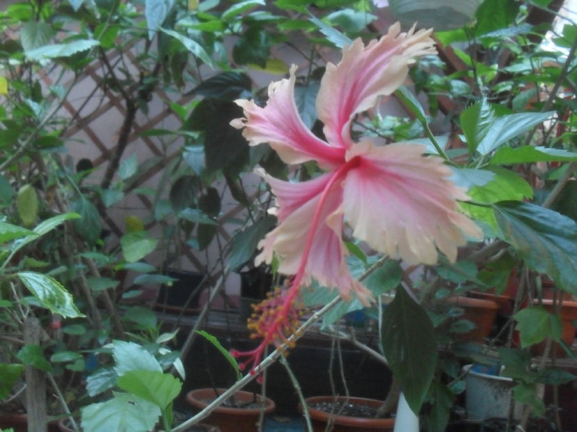 SAM_3735 - Vara 2016