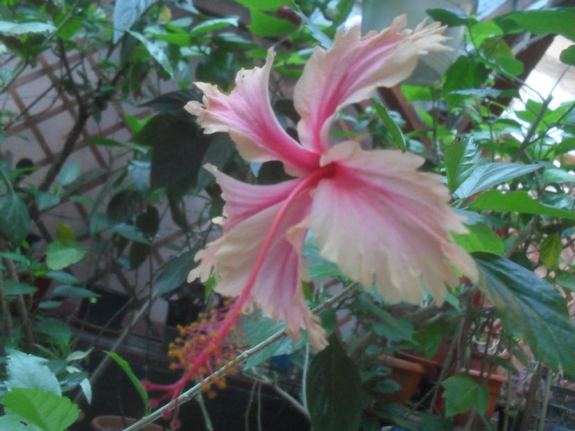 SAM_3737 - Vara 2016