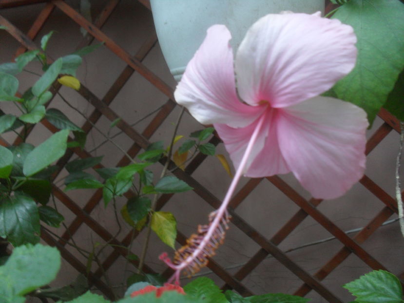 SAM_3739 - Vara 2016