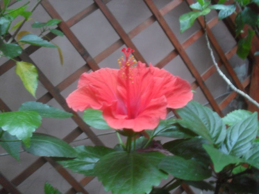 SAM_3742 - Vara 2016