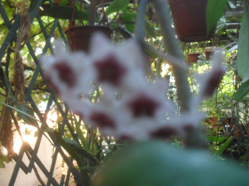 SAM_3745 - Vara 2016