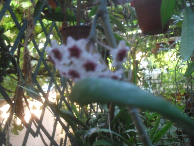 SAM_3746 - Vara 2016