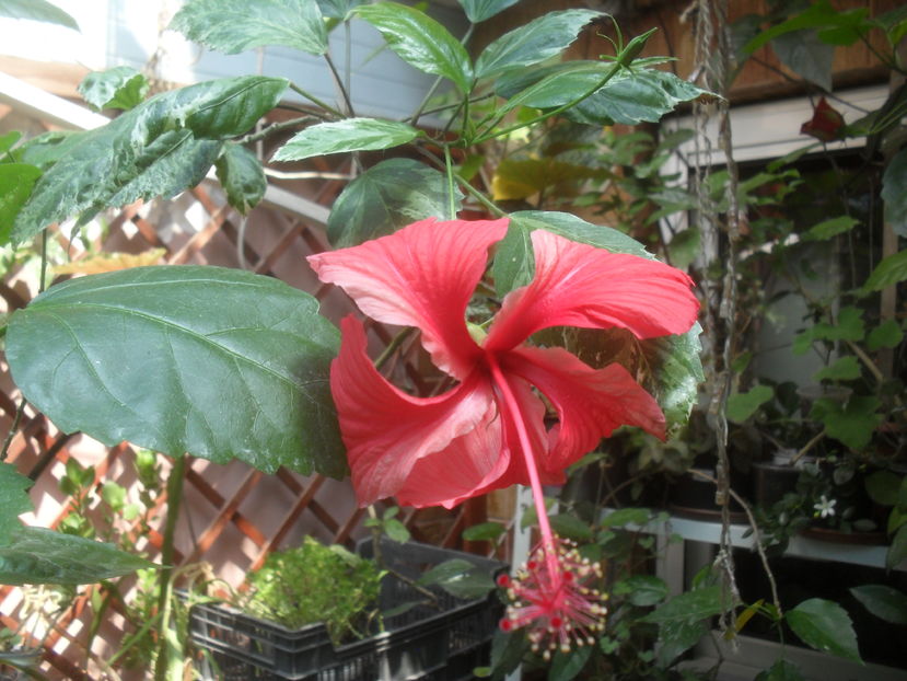 SAM_3765 - Vara 2016