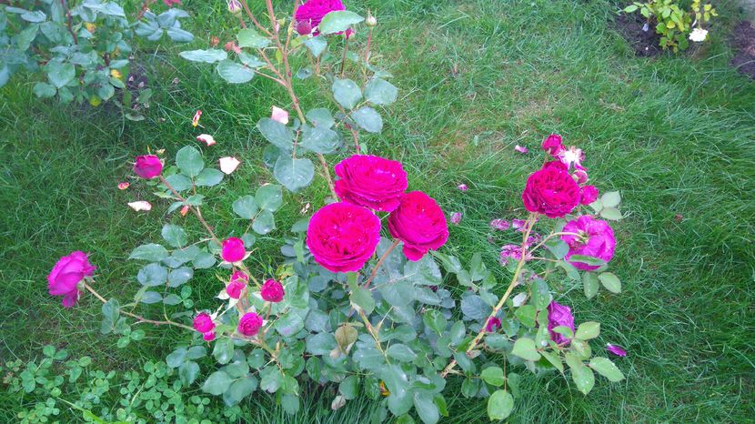 Falstaff - Trandafiri englezesti urcatori