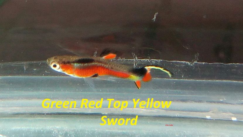 green red top yellow sword - c4 Poecilia wingei