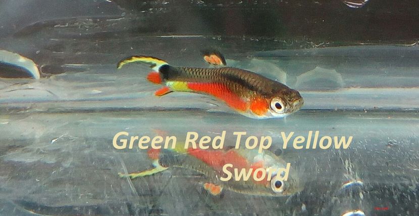 green red top yellow sword - c4 Poecilia wingei