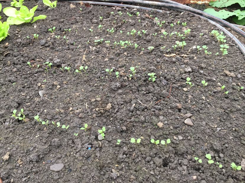 26.11.2016 rucola - 0019 SERA construita in 2012