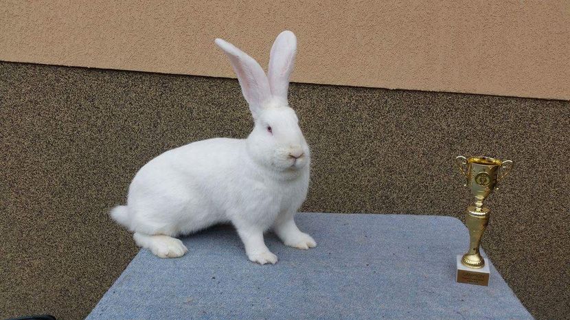 15224581_384490848553010_1549877449_o