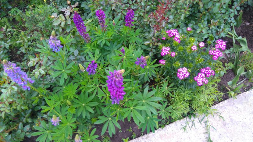 Lupinus polyphyllus si Dianthus barbatus - Perene