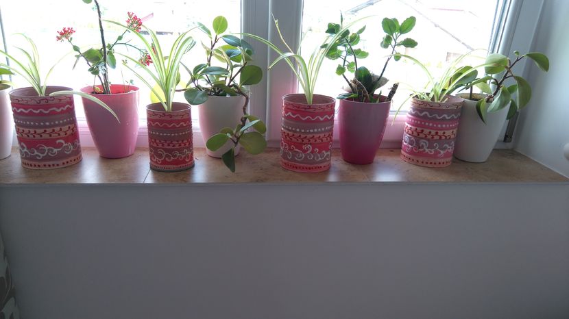 Clorophytum comosum variegat, Peperomium,  Kalanchoe - Plante de interior - cele cu pret afisat sunt disponibile