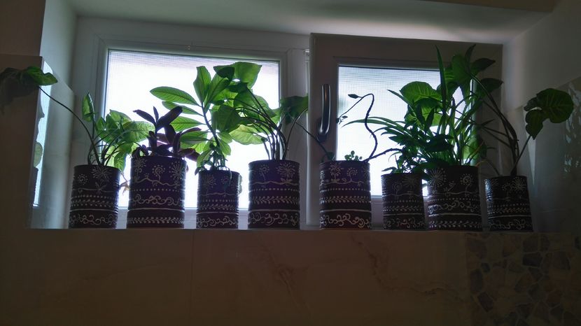 Syngonium, Synadenium,  Clorophitum comosum - Plante de interior - cele cu pret afisat sunt disponibile