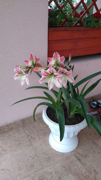 Hippeastrum - Perene