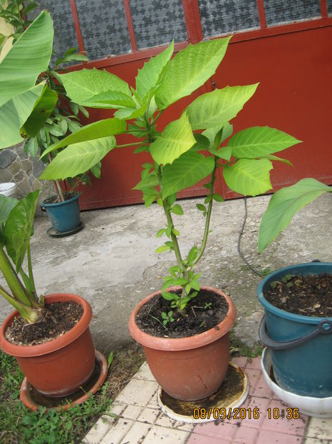 Picture 7193 - 3 BRUGMANSIA