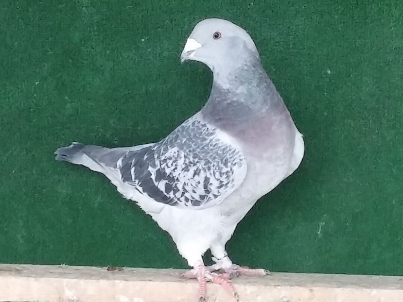  - Porumbei standard vanduti