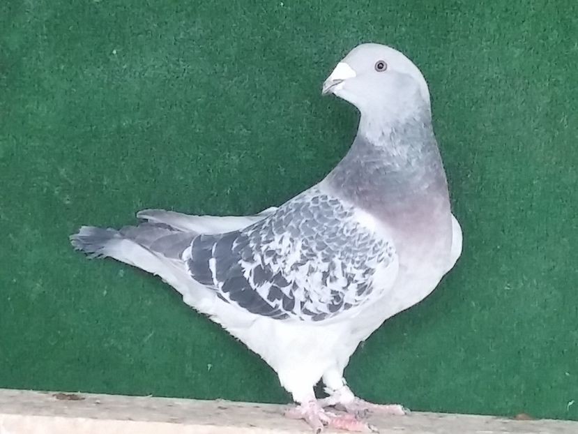  - Porumbei standard vanduti