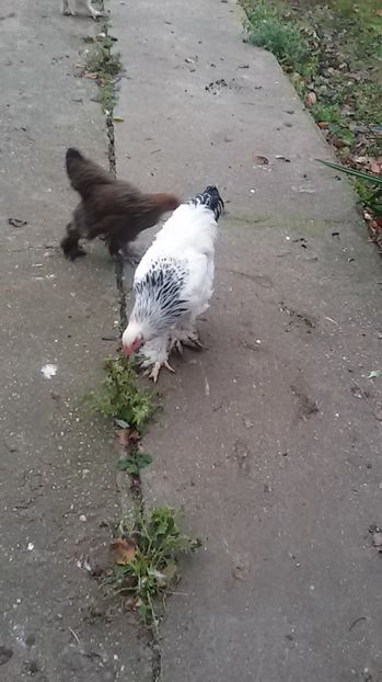  - Brahma herminat deschis