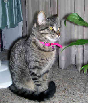 American Shorthair (rasa usor adaptabila) pret 300 Euro - Pisici