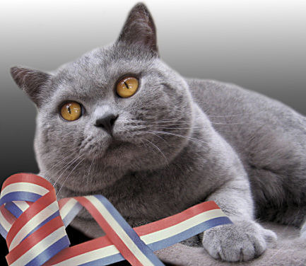 British Shorthair pret 950 Euro - Pisici