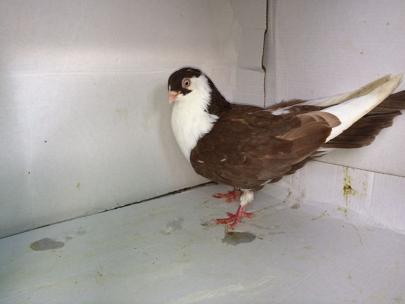 12218  femelă  2016