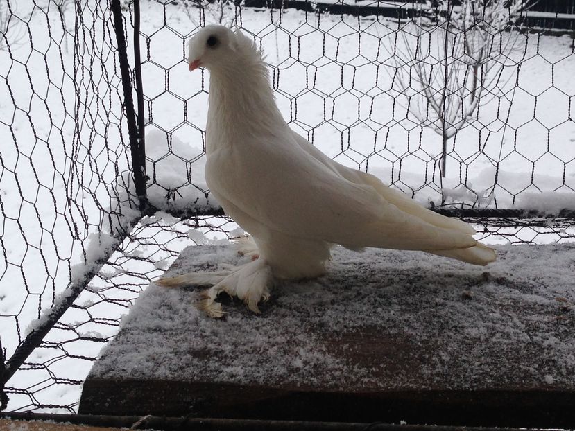 Mascul achiziție noua; Mascul achiziție noua
