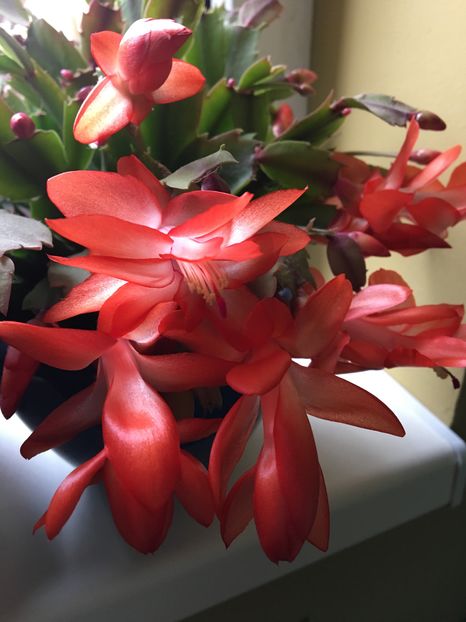  - Craciunita 2016schlumbergera cactusul craciunului