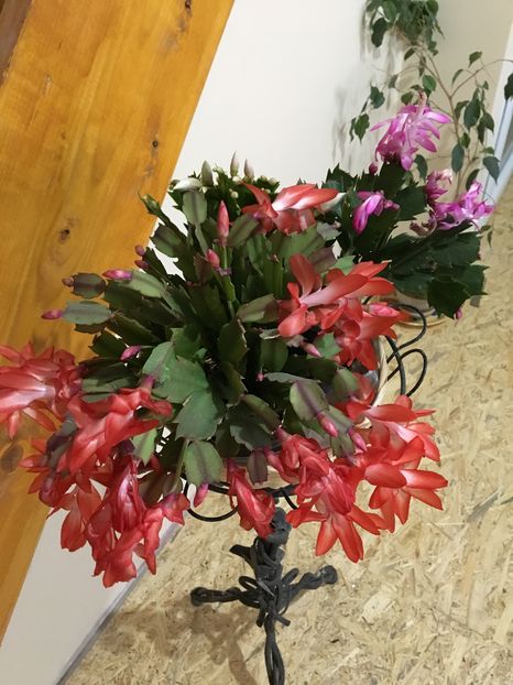  - Craciunita 2016schlumbergera cactusul craciunului