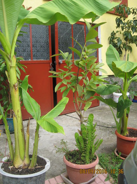 La umbra bananului. - Guava - PSIDIUM GUAJAVA
