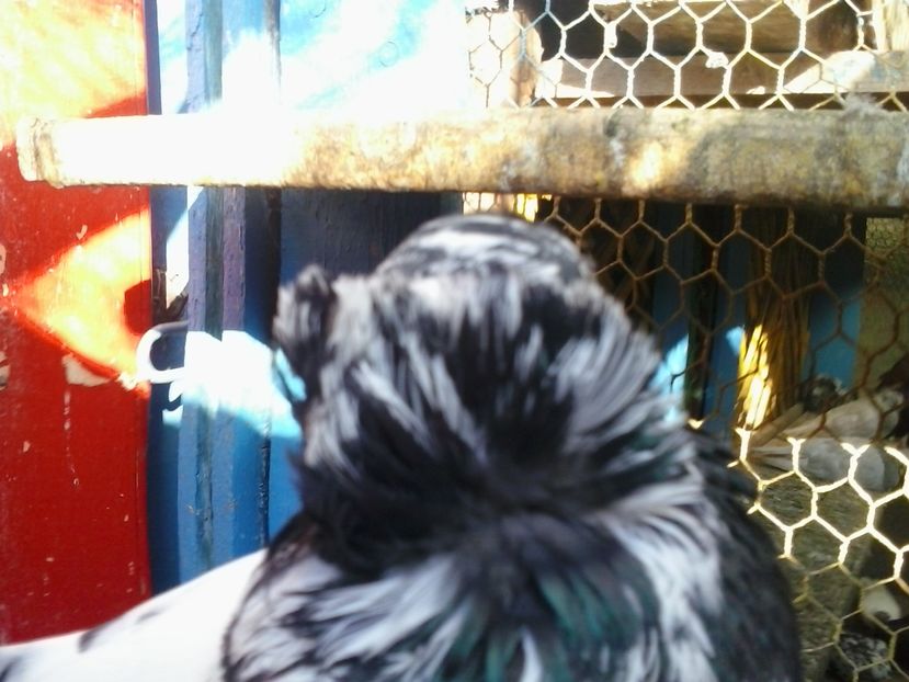 2016-11-22 12.34.30 - cocktail porumbei