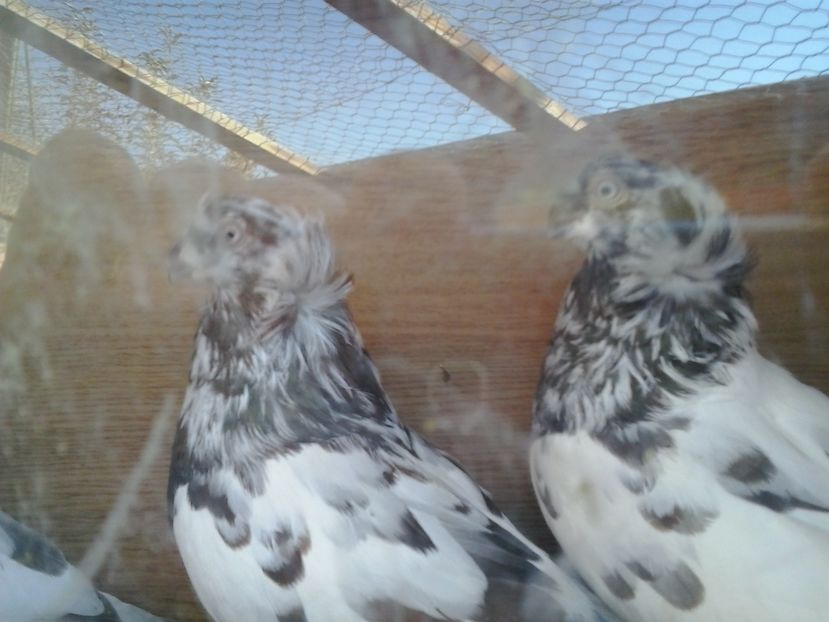 2016-11-22 12.44.36 - cocktail porumbei