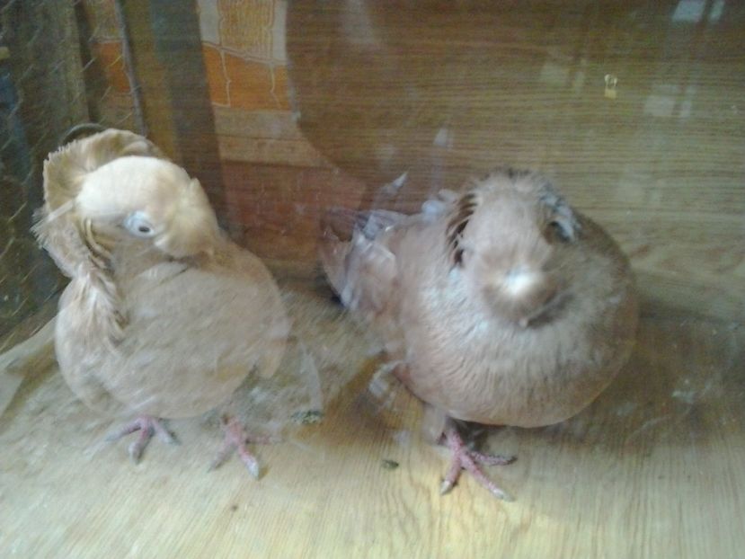 2016-11-22 13.20.36 - cocktail porumbei