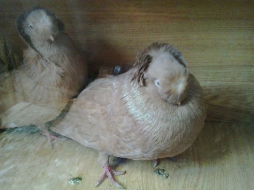 2016-11-22 13.21.03 - cocktail porumbei