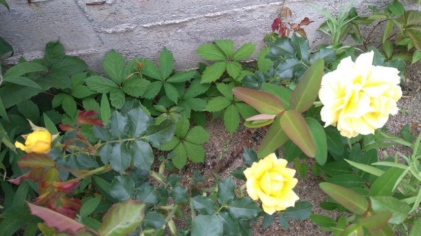 Rimosa - Trandafiri Meilland urcatori