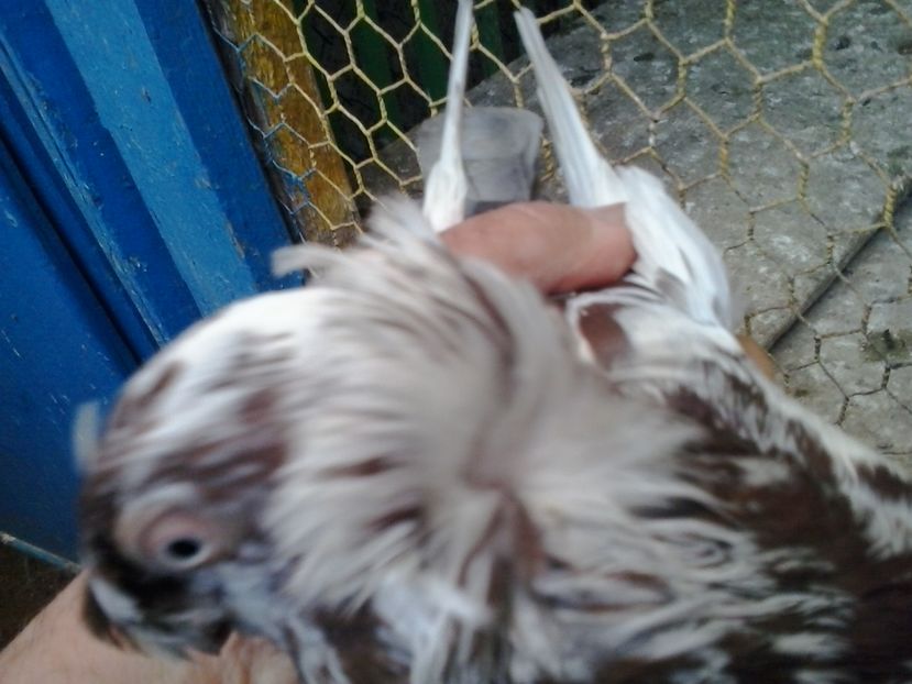 2016-11-24 14.14.54 - cocktail porumbei