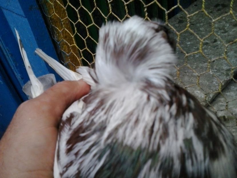2016-11-24 14.15.01 - cocktail porumbei