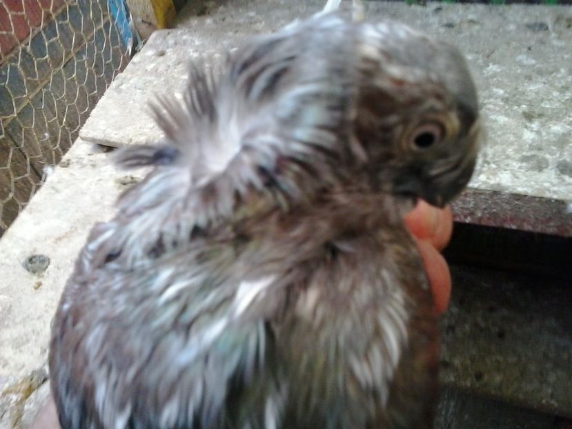 2016-11-24 14.18.52 - cocktail porumbei