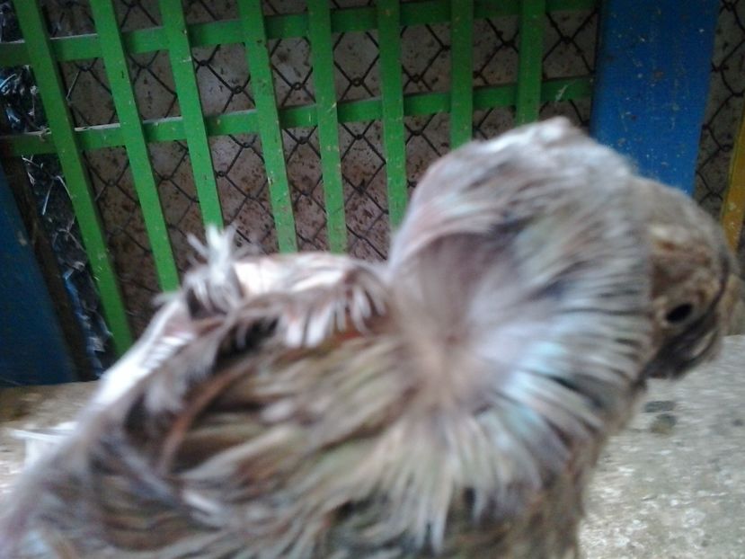 2016-11-24 14.19.15 - cocktail porumbei