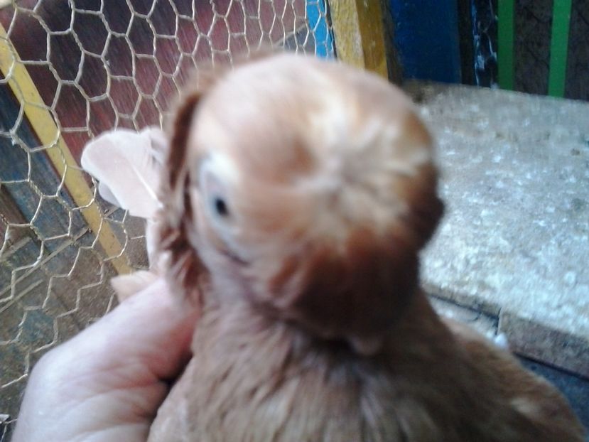 2016-11-24 14.22.26 - cocktail porumbei