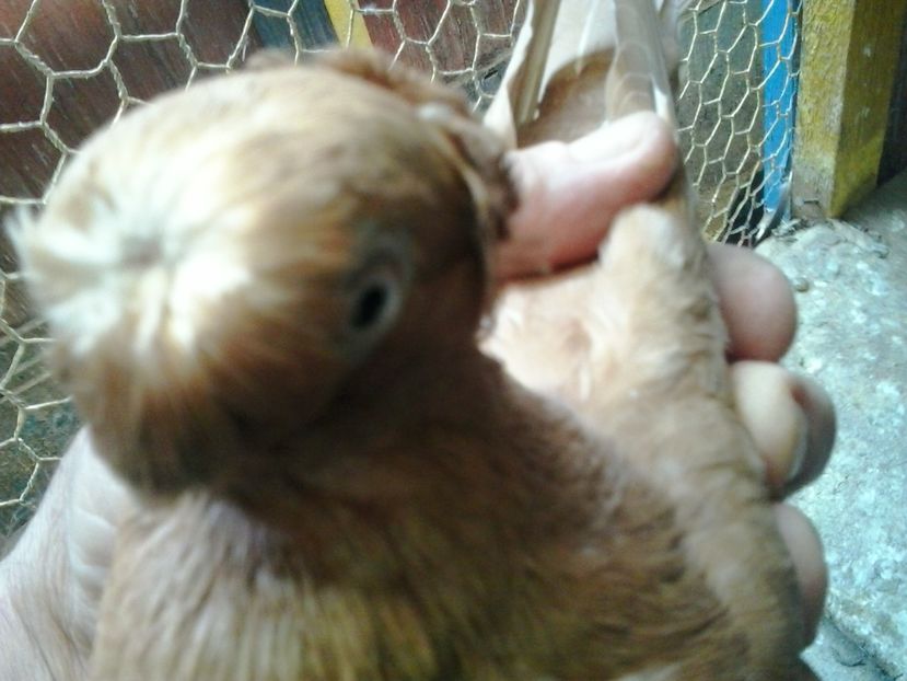 2016-11-24 14.22.59 - cocktail porumbei