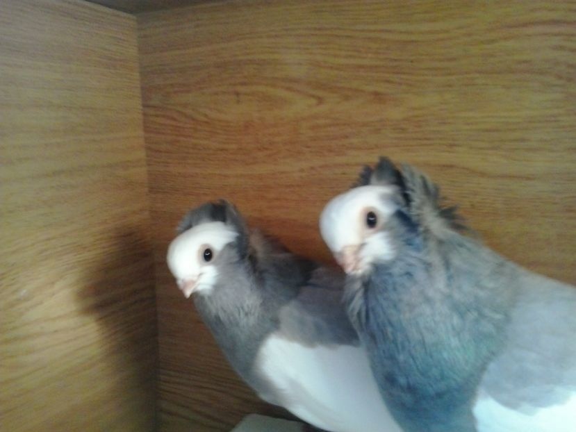 2016-11-26 13.51.30 - cocktail porumbei