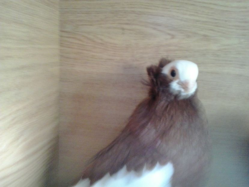 2016-11-26 14.05.03 - cocktail porumbei