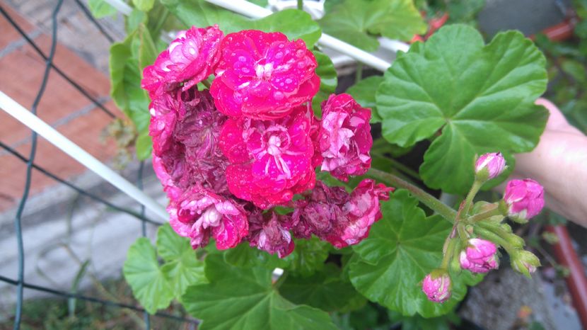 Pelargonium floare deosebita; Cred ca este &quot;Plum Rambler&quot;
