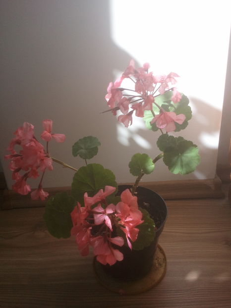 Pelargonium roz spre caramiziu - Plante de interior - cele cu pret afisat sunt disponibile