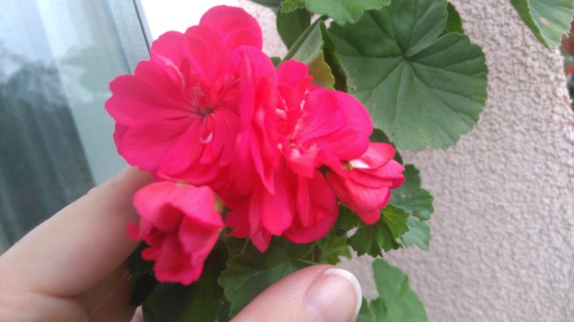 Pelargonium caramiziu floare deosebita - Plante de interior - cele cu pret afisat sunt disponibile