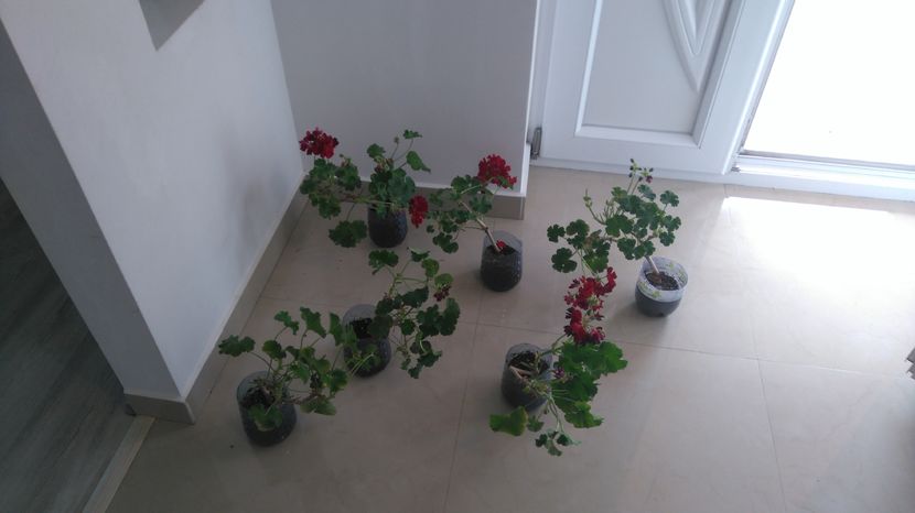 Muscate rosii - Plante de interior - cele cu pret afisat sunt disponibile